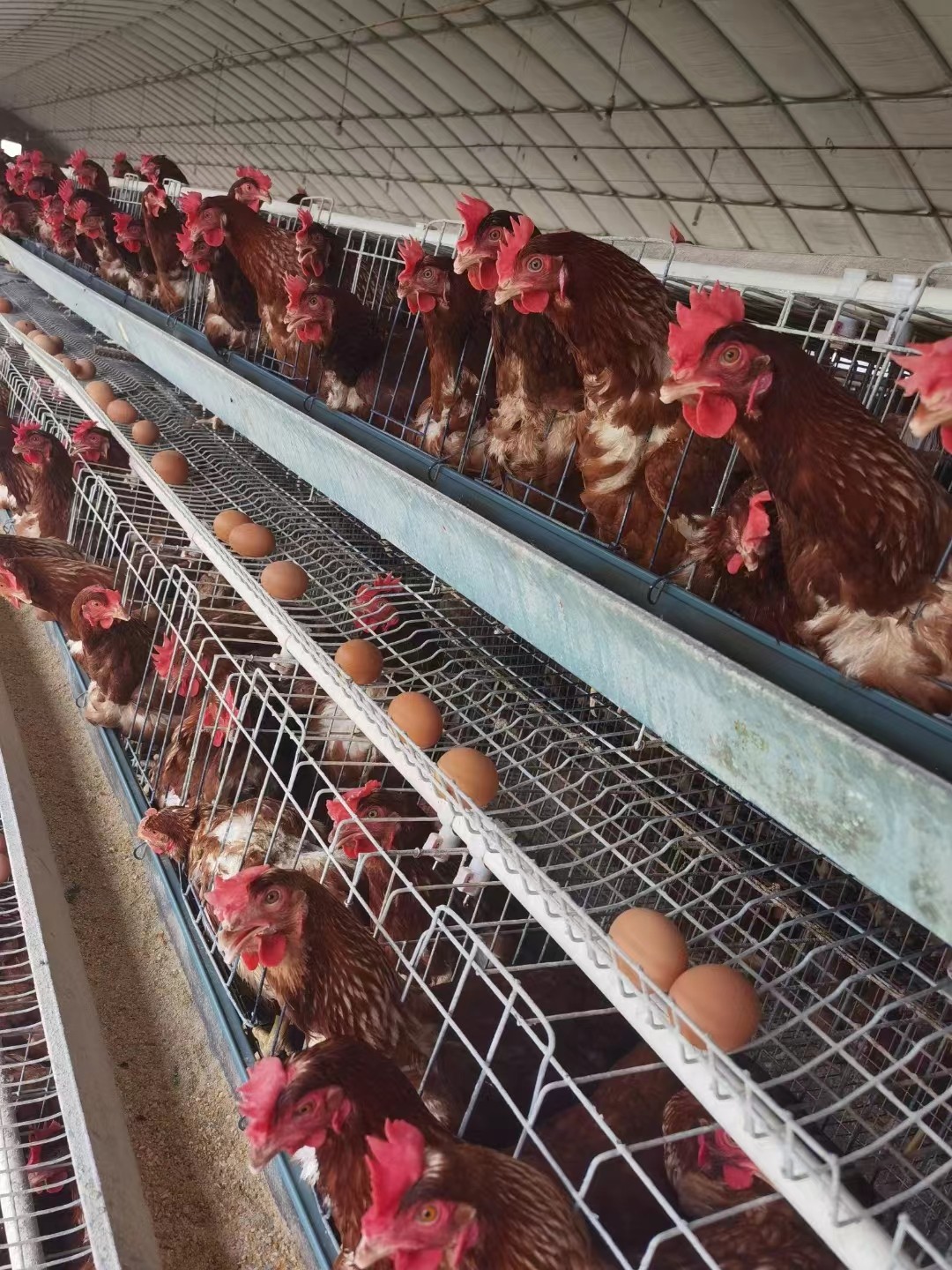 泰西農牧發(fā)酵辣椒粕分享水簾使用的四個常見誤區(qū)