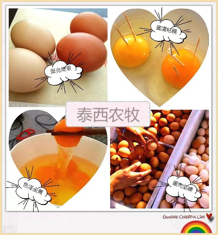 發(fā)酵辣椒粕養(yǎng)雞節(jié)約成本養(yǎng)出蛋雞好腸道&nbsp;雞蛋好品質(zhì)